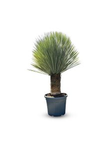 Palme - Yucca Rostrata 40-50 cm Stammhöhe