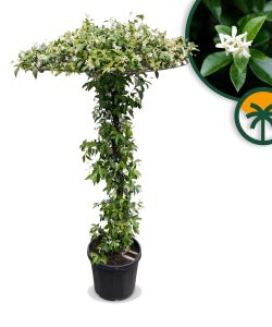 Toskanischer Jasmin in Schirmform  - Höhe 200 cm