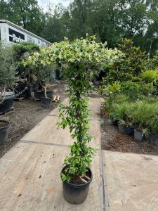 Toskanischer Jasmin in Schirmform  - Höhe 200 cm