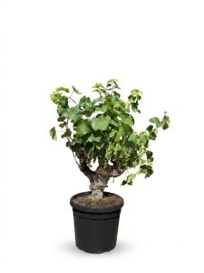 Weinstock mit Stamm – Vitis vinifera M – 40 Jahre alt – 120 cm