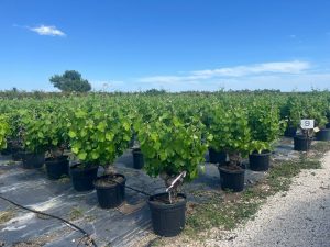 Weinstock mit Stamm – Vitis vinifera M – 40 Jahre alt – 120 cm
