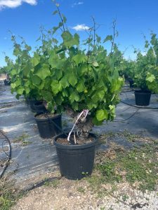 Weinstock mit Stamm – Vitis vinifera M – 40 Jahre alt – 120 cm