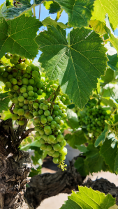 Weinstock mit Stamm – Vitis vinifera M – 40 Jahre alt – 120 cm