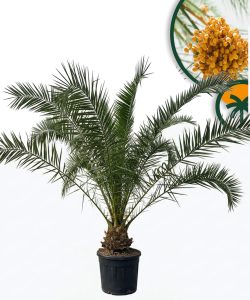 Palme - Phoenix Canariensis XL