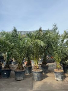 Palme - Phoenix Canariensis XL