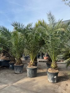 Palme - Phoenix Canariensis XL