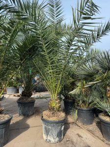 Palme - Phoenix Canariensis XL