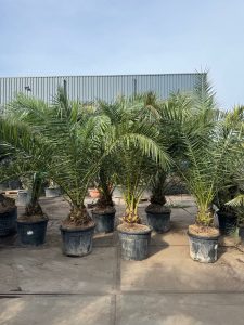 Palme - Phoenix Canariensis XL