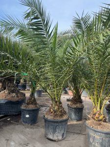 Palme - Phoenix Canariensis XL
