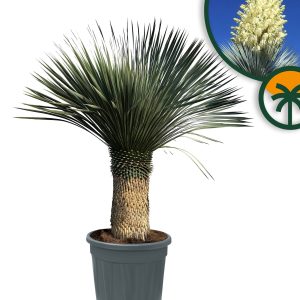 Palme - Yucca Rostrata 60-70 cm Stammhöhe