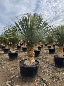 Palme - Yucca Rostrata 60-70 cm Stammhöhe