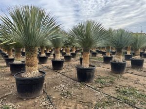 Palme - Yucca Rostrata 60-70 cm Stammhöhe