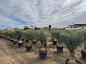Palme - Yucca Rostrata 60-70 cm Stammhöhe