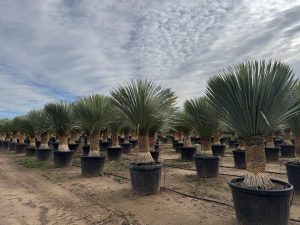 Palme - Yucca Rostrata 60-70 cm Stammhöhe