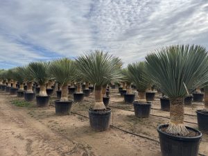 Palme - Yucca Rostrata 60-70 cm Stammhöhe