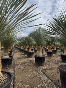 Palme - Yucca Rostrata 60-70 cm Stammhöhe