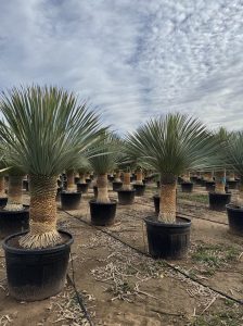 Palme - Yucca Rostrata 60-70 cm Stammhöhe