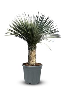 Palme - Yucca Rostrata 60-70 cm Stammhöhe