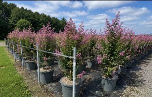 Lagerstroemia indica – Indischer Flieder  – 150 cm – Rosa Blüten