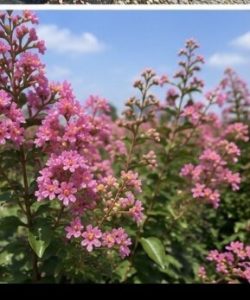 Lagerstroemia indica – Indischer Flieder  – 150 cm – Rosa Blüten