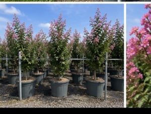 Lagerstroemia indica – Indischer Flieder  – 150 cm – Rosa Blüten