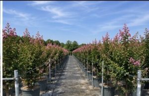 Lagerstroemia indica – Indischer Flieder  – 150 cm – Rosa Blüten
