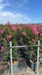 Lagerstroemia indica – Indischer Flieder  – 150 cm – Rosa Blüten