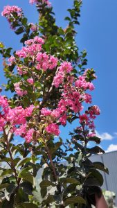 Lagerstroemia indica – Indischer Flieder  – 150 cm – Rosa Blüten