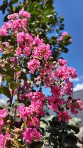 Lagerstroemia indica – Indischer Flieder  – 150 cm – Rosa Blüten