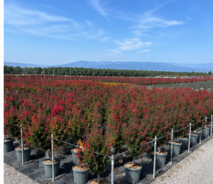Lagerstroemia indica – Indischer Flieder  – 150 cm – Rote Blüten