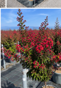 Lagerstroemia indica – Indischer Flieder  – 150 cm – Rote Blüten