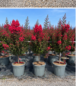 Lagerstroemia indica – Indischer Flieder  – 150 cm – Rote Blüten