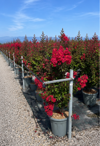Lagerstroemia indica – Indischer Flieder  – 150 cm – Rote Blüten