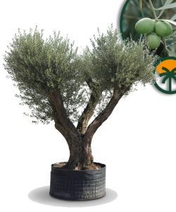 Olivenbaum Pom Pon XXL - Olea Europaea