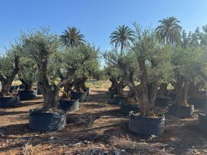 Olivenbaum Pom Pon XXL - Olea Europaea