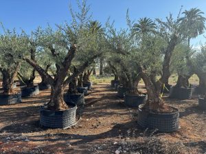 Olivenbaum Pom Pon XXL - Olea Europaea