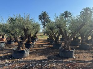 Olivenbaum Pom Pon XXL - Olea Europaea