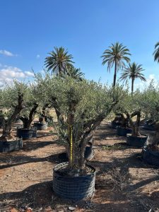 Olivenbaum Pom Pon XXL - Olea Europaea