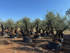 Olivenbaum Pom Pon XXL - Olea Europaea