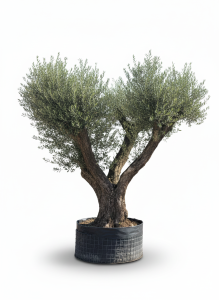 Olivenbaum Pom Pon XXL - Olea Europaea